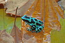 Black-and-green poison dart frog (Dendrobates auratus) in rainforest, Costa Rica