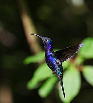 Violet sabrewing (Campylopterus hemileucurus) male hovering, Costa Rica