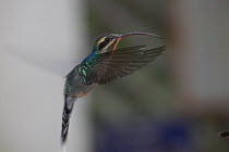 Long-billed hermit hummingbird (Phaethornis longirostris) hovering, Costa Rica