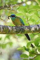 Blue-crowned motmot (Momotus momota) perched on branch with caterpillar, Costa Rica