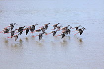 Black-necked stilt (Himantopus mexicanus) flock in flight over salt lagoon, Costa Rica