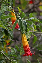 Red Angel's trumpet (Brugmansia sanguinea) flowers, Costa Rica.