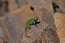 Spiny green lizard (Sceloporus malachiticus) basking on rock, Costa Rica