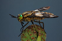 Golden eyed horse fly (Chrysops quadratus) female on acorn, Surrey, England, August