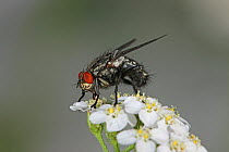 Grey flesh fly (Sarcophaga bullata) feeding on Yarrow flowers, Surrey, England, August