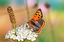 Small copper butterfly (Lycaena phlaeas) male feeding on Yarrow (Achillea millefolium) flowers, Surrey, England, August