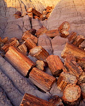 Broken fossilized tree sections lining an arroyo, Petrified Forest National Park, Arizona, USA