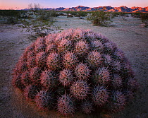 Cottontop cactus (Echinocactus polycephalus) at dawn, near Arizona/Mexican border with Tinajas Altas Mountains, Cabez Prieta National Wildlife Refuge, Arizona, USA