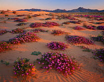 Flowering Desert sand verbena (Abronia villosa) near Arizona/Mexican border with Sierra Pinta Mountains, Cabez Prieta National Wildlife Refuge, Arizona, USA