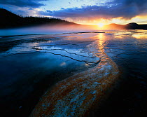 Rivers of red algae across bacterial mats, at sunset, Grand Prismatic Geyser, Yellowstone National Park, Wyoming, USA