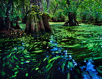 Cypress dome swamp with water surface covered with water-spangles and duckweed, Big Cypress Seminole Indian Reservation, Florida Everglades, USA