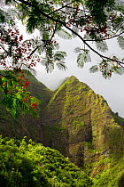 Iao Valley State Park, with flowering Heleconia branches framing the lush valley walls in morning fog, Maui, Hawaii, USA