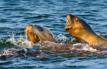 Steller sealions (Eumetopias jubatus) in sea off  Douglas Chanel's coastal islands, British Columbia, Canada - an area threatened by oil carrying super-tankers