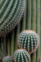 Twisted and emerging limbs of Saguaro cacti (Carnegiea gigantea) Sonoran Desert near Tucson, Arizona, USA
