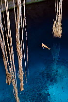Woman swimming in Cenote Noh-Moson with Ficus tree roots, ten meters long, reaching toward the blue wate,r Yucatan, Mexico. No release available.
