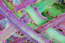 Hectia, a tropical bromeliad, stress coloured with blades grown in interlocking patterns, in the state of Yucatan, Mexico