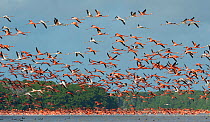 Greater flamingos (Phoenicopterus ruber) take to the air, in the Ria Celestun Biosphere Reserve, Yucatan state, Mexico