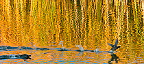 American coots (Fulica americana) taking off from  pond with reflections of cattails, Cibola National Wildlife Refuge, Arizona, USA