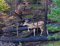Mule deer (Odocoileus hemionus) in burnt forest, devastation of the 'Wallow Fire' with life returning after seasonal rain, Apache-Sitgreaves National Forest, Arizona, USA 2011