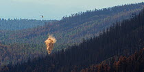 Forest Service contractor's helicopter releasing giant straw bales onto burnt mountains to help prevent storm run-off, Wallow forest fire aftermath, Apache-Sitgreaves National Forest, Arizona, USA Aug...