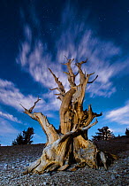 Gnarled ancient Bristlecone pine (Pinus longaeva) lit by the full moon and star light, White Mountains Patriarch Grove, Inyo National Forest, California, USA