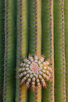Saguaro cactus (Carnegiea gigantea) small limb on large plant, Arizona, USA