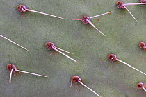 Saguaro cactus (Carnegiea gigantea) close up of sharp needles, Arizona, USA