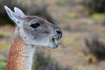 Guanaco (Lama guanicoe) feeding in Torres del Paine National Park, Chile