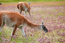 Guanacos (Lama guanicoe) feeding in Torres del Paine National Park, Chile