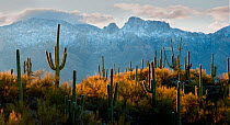 Lines of Saguaro cacti (Carnegiea gigantea) at dawn with the snowy north face of the Santa Catalina Mountains dominated by Table Mountain near Tucson, Arizona, USA