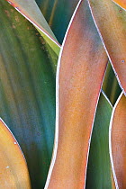 Welwitschia (Welwitschia mirabilis) abstract view of the broad leafed vascular plant living as long as one thousand years. Rare and native to Namibia, this plants blades display differing coloration a...