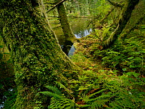 Moss covered tree trunks in the Great Bear temperate rain forest of coastal Britsh Columbia, Canada,