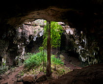Calcehtok cavern, with its huge circular entrance and Ficus  roots descending into the cave, Yucatan, Mexico