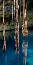 Cenote Noh-Moson, is ringed with ficus trees with ten meter long roots reaching toward the blue water below, state of Yucatan, Mexico