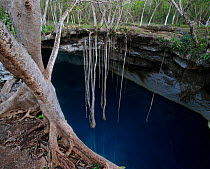 Cenote Noh-Moson, is ringed with ficus trees with ten meter long roots reaching toward the blue water below, state of Yucatan, Mexico