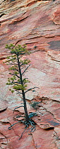 Ponderosa pine tree (Pinus ponderosa) growing through eroded sandstone, Great Basin Desert, Zion National Park, Utah, USA