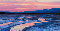 Spring fed streams flowing into Salt Creek with the Panamint Mountain reflected in dawn light, Death Valley National Park, California, USA