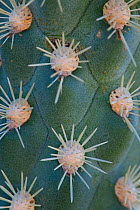Jumping cholla cactus bud (Opuntia fulgida) with radiating spines, Catalina State Park, Santa Catalina Mountains, Arizona, USA