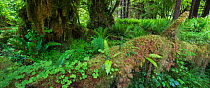 Big leaf maple trees drapped in moss, wood ferns and sword ferns in the temperate rain forest of the Hoh, Olympic National Park, Washington, USA
