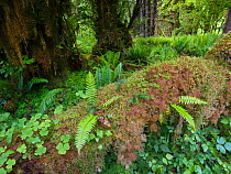Big leaf maple trees drapped in moss, wood ferns and sword ferns in the temperate rain forest of the Hoh, Olympic National Park, Washington, USA