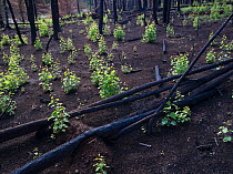 Aspen saplings growing in burnt forest, life returning after seasonal rains, Apache-Sitgreaves National Forest devastation of the 'Wallow Fire', Arizona, USA August 2011