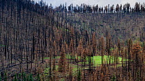 Life returning after seasonal rains to burnt forest, Apache-Sitgreaves National Forest devastation of the 'Wallow Fire', Arizona, USA August 2011