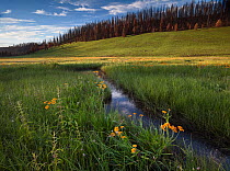 Flowering Sneezeweed grows along seasonal stream, Apache-Sitgreaves National Forest, after devastation of the 'Wallow Fire', Arizona, USA August 2011