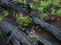Flowering fireweed and bracken ferns growing amid charred trees, 'Wallow forest fire' aftermath, Apache-Sitgreaves National Forest, Arizona, USA August 2011