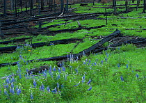 Flowering lupines amid charred, felled trees near KP Cienega, Wallow forest fire aftermath, Apache-Sitgreaves National Forest, Arizona, USA August 2011