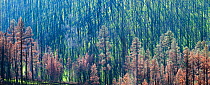 Crosshatch pattern of shadows, felled trees, and charred trunks, with green new growth lining forest floor, Apache-Sitgreaves National Forest, near Alpine, Arizona, USA September 2011