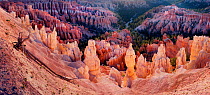 Calcium carbinate hoodoos with reflected light of dawn above the conifer lined valley below, Bryce Canyon National Park, Utah, USA
