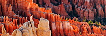Dawn at Inspiration Point, with calcium carbonate hoodoo formations glowing, Bryce Canyon National Park, Utah, USA