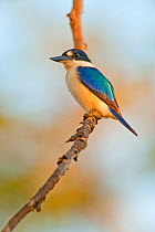 Male Forest kingfisher / Blue kingfisher / Macleay kingfisher (Todiramphus macleayii), Mary River, Northern Territory, Australia, June