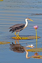 Pied heron (Egretta picata) standing on a Giant water lily (Nymphaea gigantea) pad, Parry Lagoons Nature Reserve, Wyndham, Western Australia, July